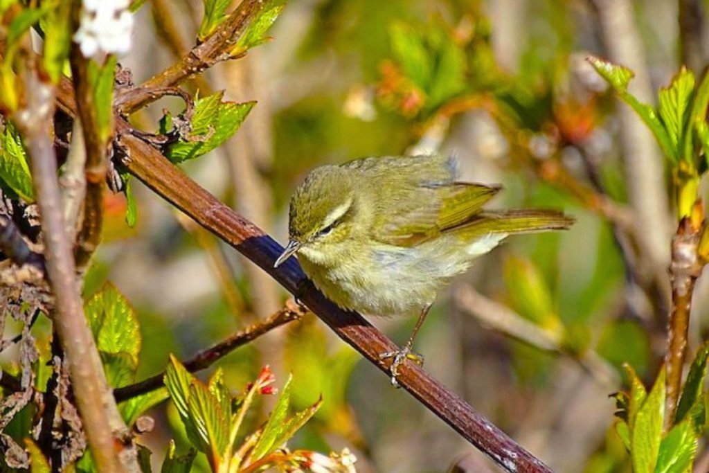 Tytler's Leaf Warbler