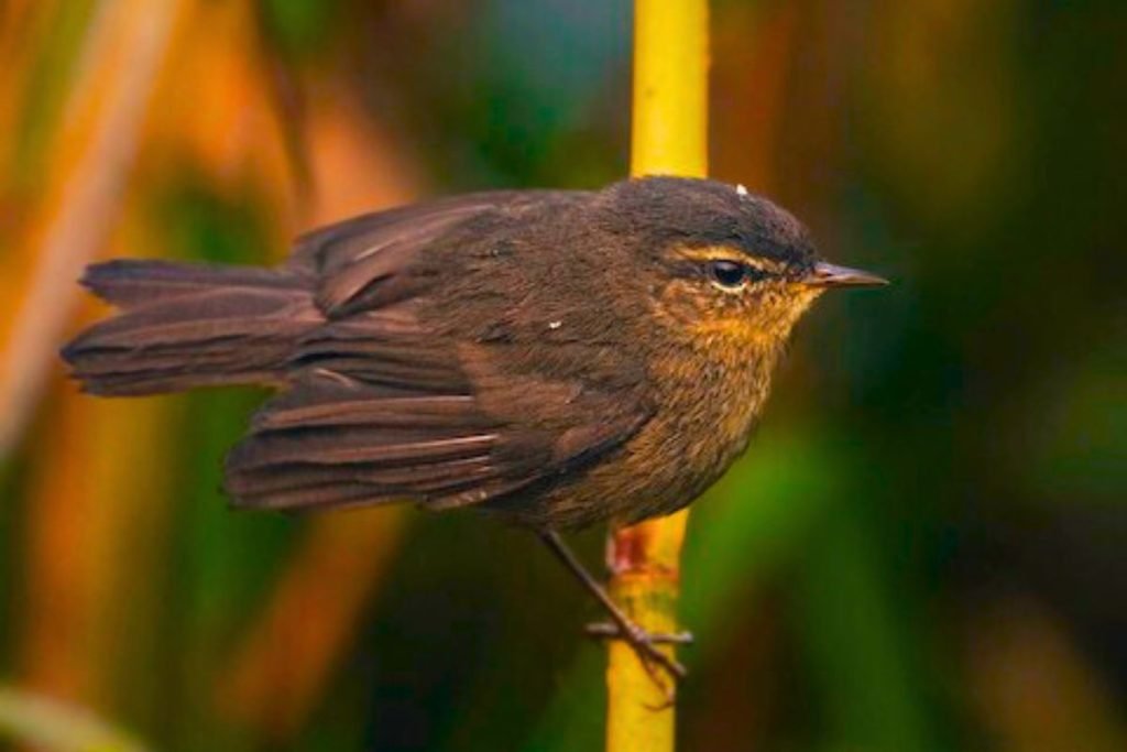 Smoky Warbler in Rajaji National Park