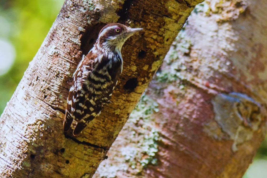 Brown-capped Pygmy Woodpecker