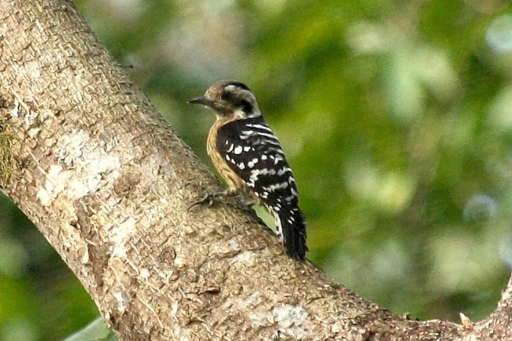 Grey-capped Pygmy Woodpecker