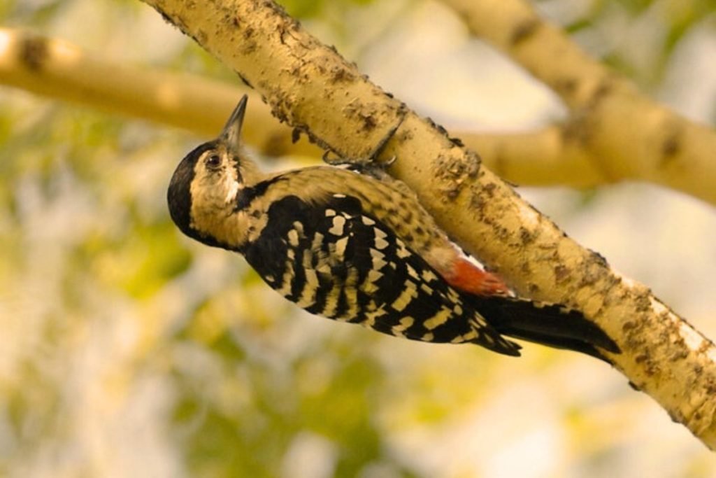 Fulvous-breasted Woodpecker