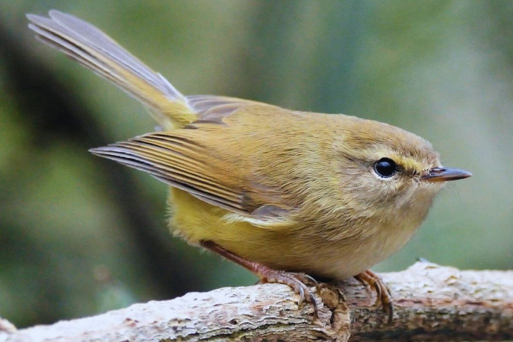 Hume's Warbler in Rajaji National Park