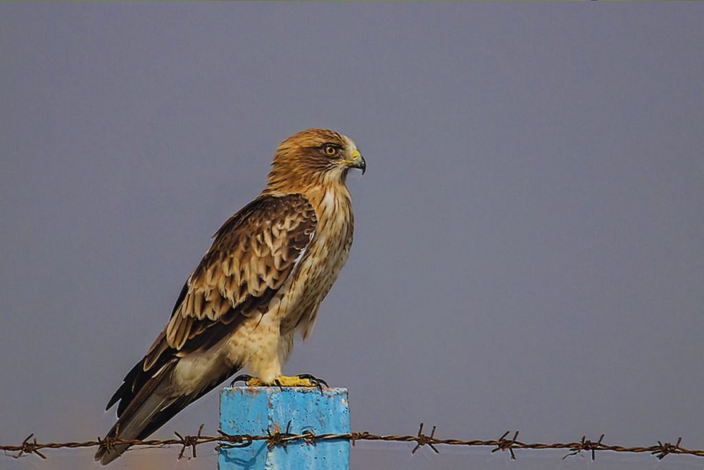 Booted Eagle in Rajaji National Park
