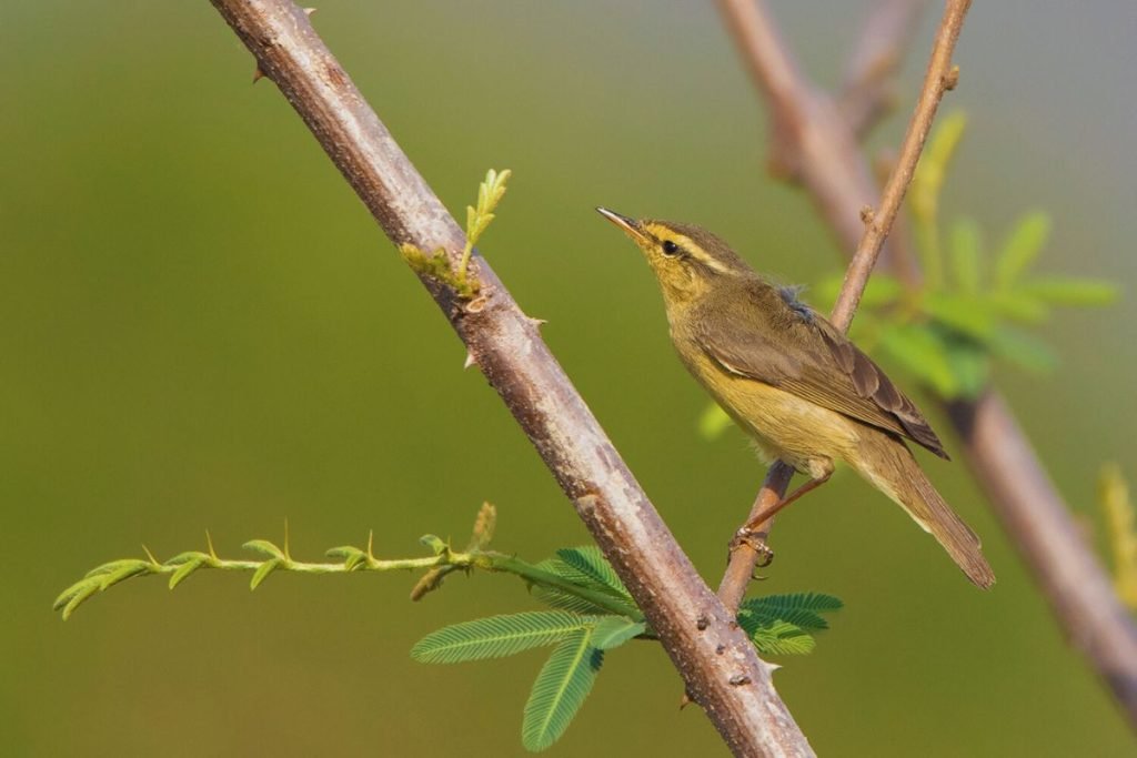 Tickell's Leaf Warbler