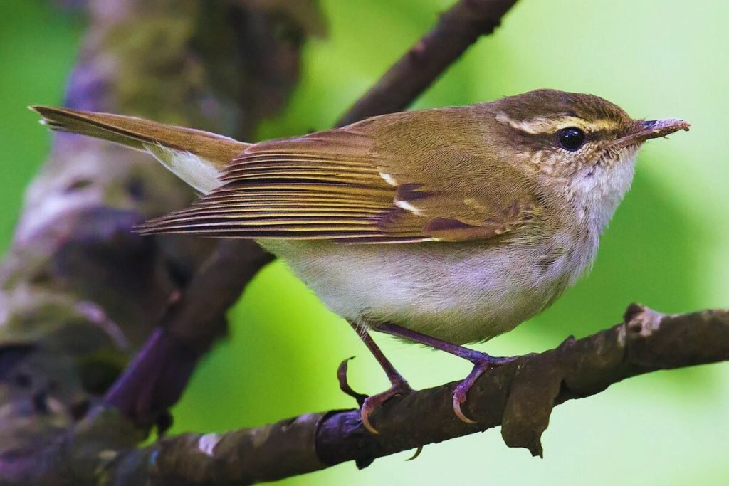 Leaf Warblers in Rajaji National Park
