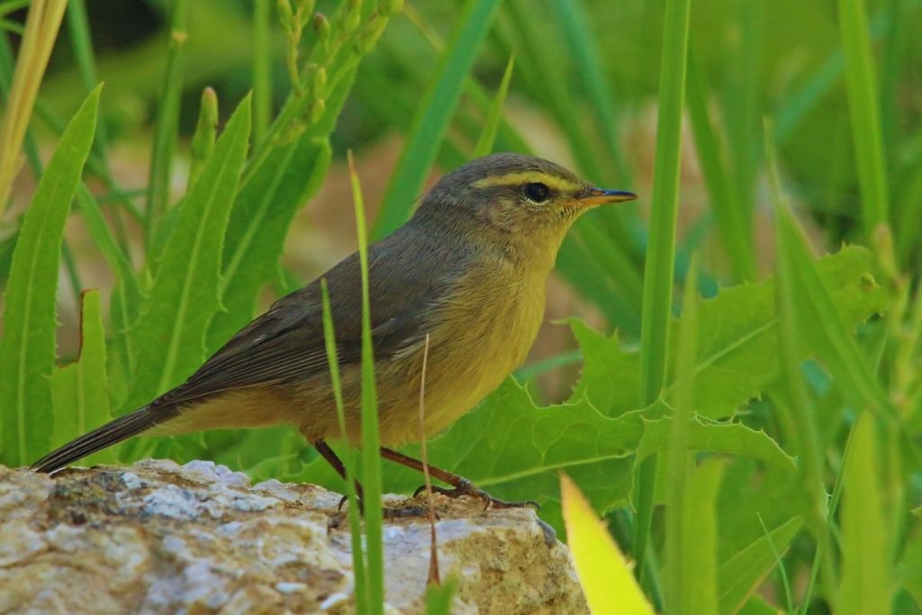 Sulphur-bellied Warbler