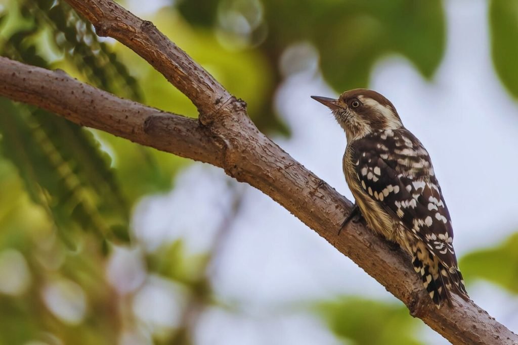 Brown-capped Pygmy Woodpecker