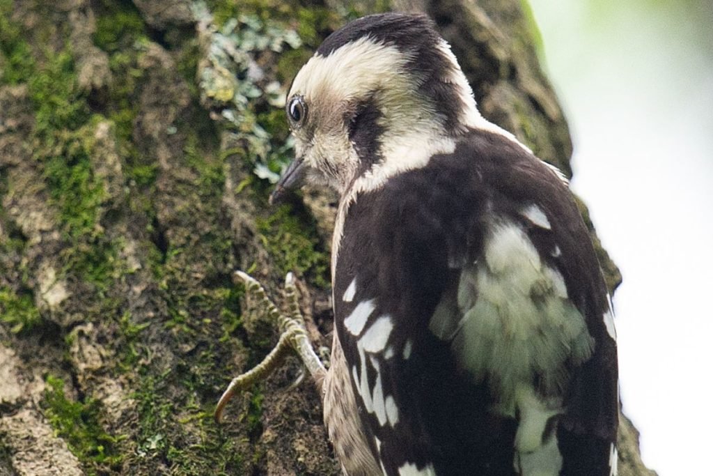 Grey-capped Pygmy Woodpecker