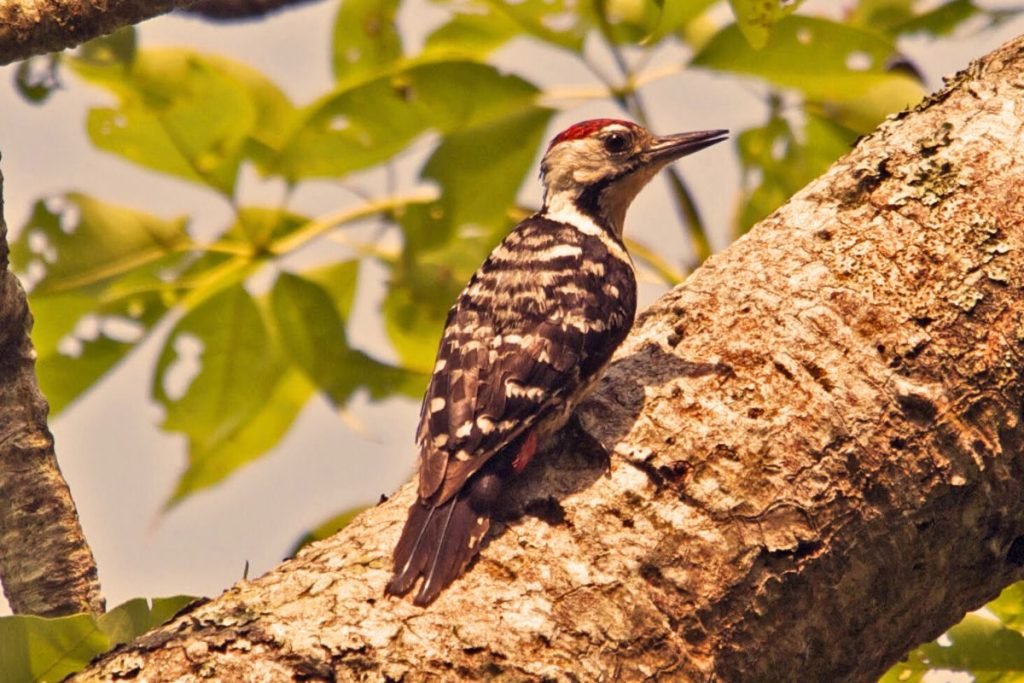 Fulvous-breasted Woodpecker