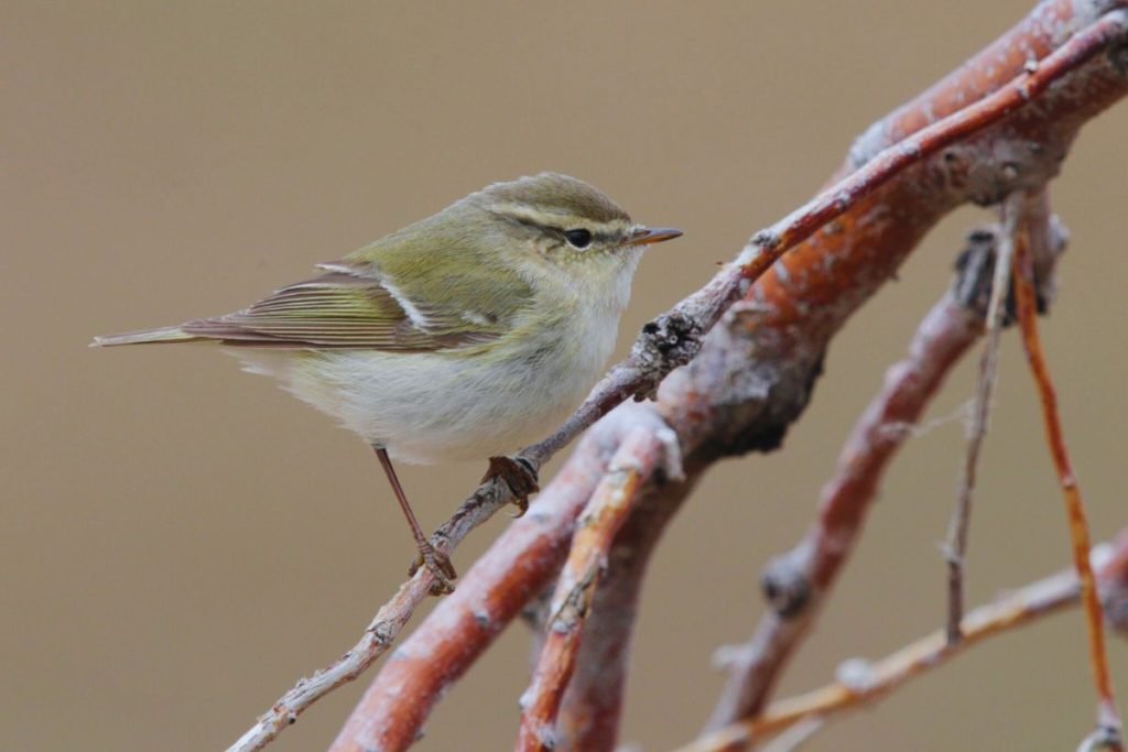 Hume's Warbler in Rajaji National Park
