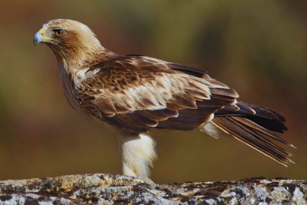 Booted Eagle in Rajaji National Park