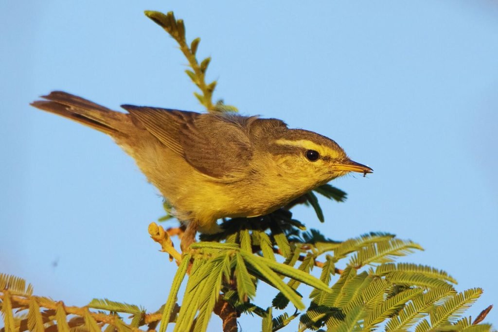 Tickell's Leaf Warbler