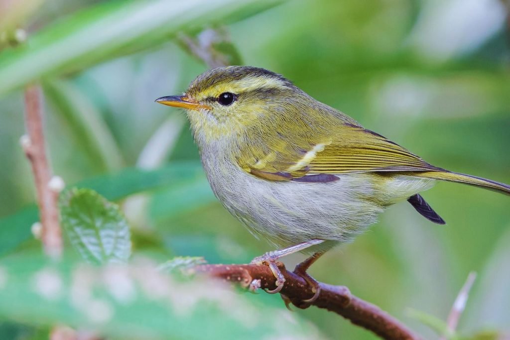 Leaf Warblers in Rajaji National Park