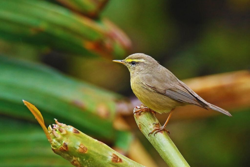 Sulphur-bellied Warbler