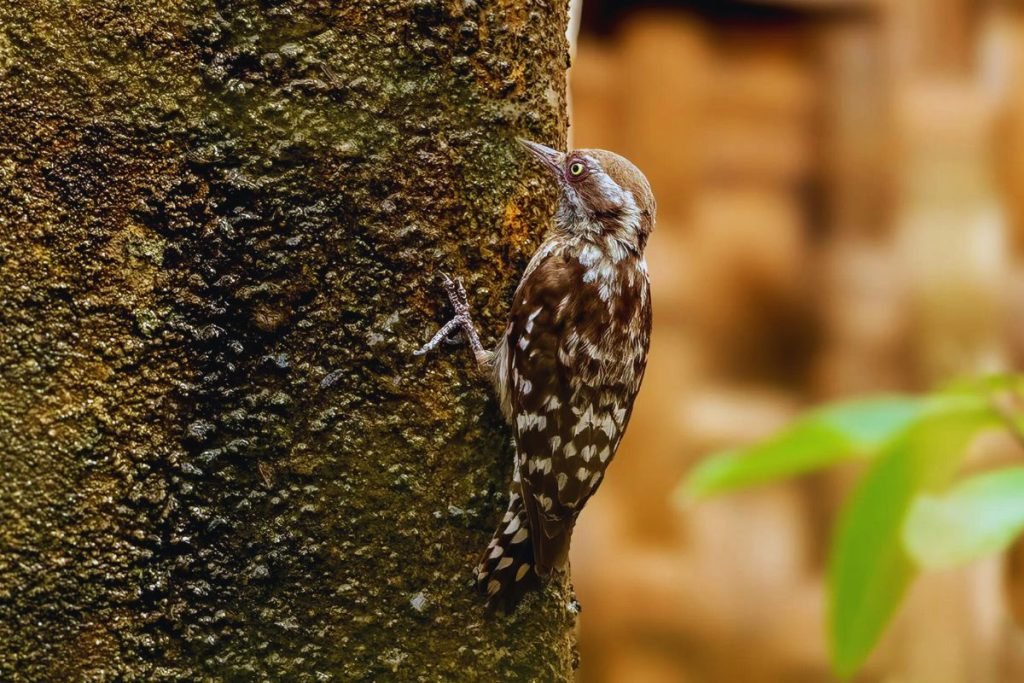 Brown-capped Pygmy Woodpecker