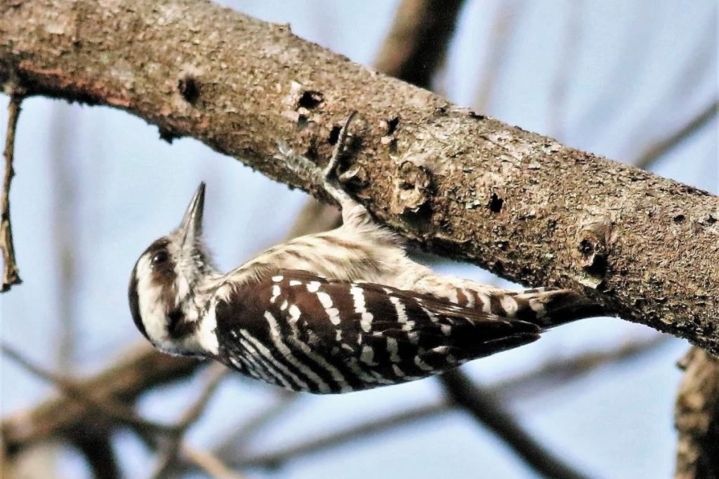 Grey-capped Pygmy Woodpecker