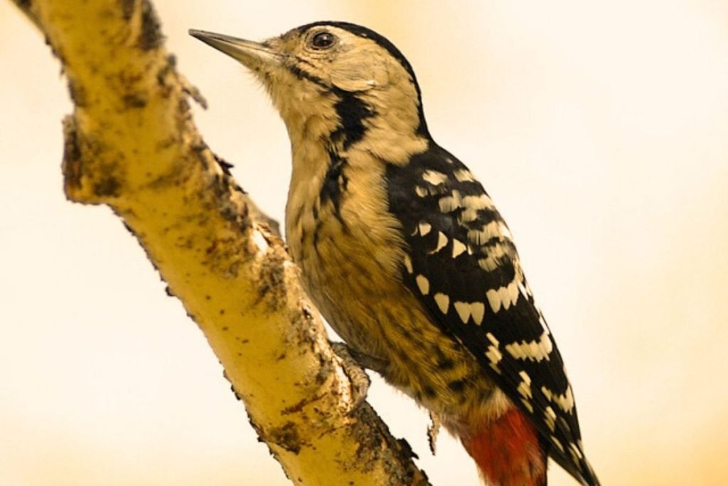 Fulvous-breasted Woodpecker