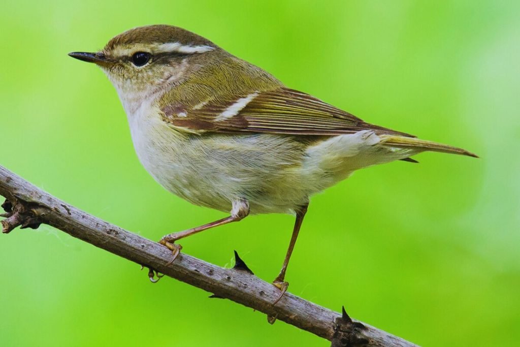 Hume's Warbler in Rajaji National Park