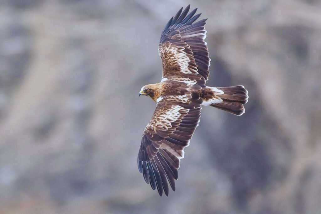 Booted Eagle in Rajaji National Park