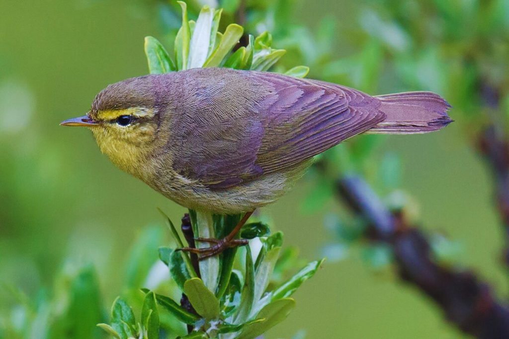 Tickell's Leaf Warbler
