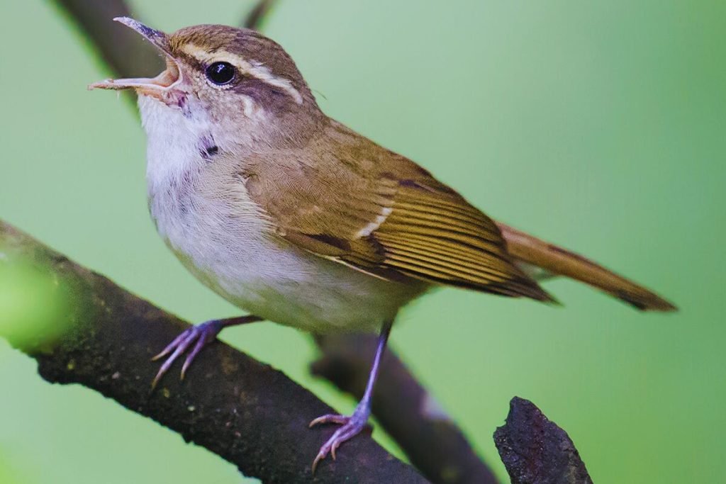Leaf Warblers in Rajaji National Park