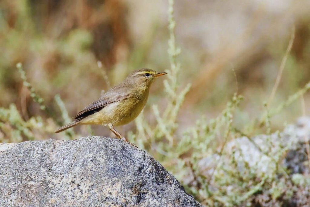 Sulphur-bellied Warbler