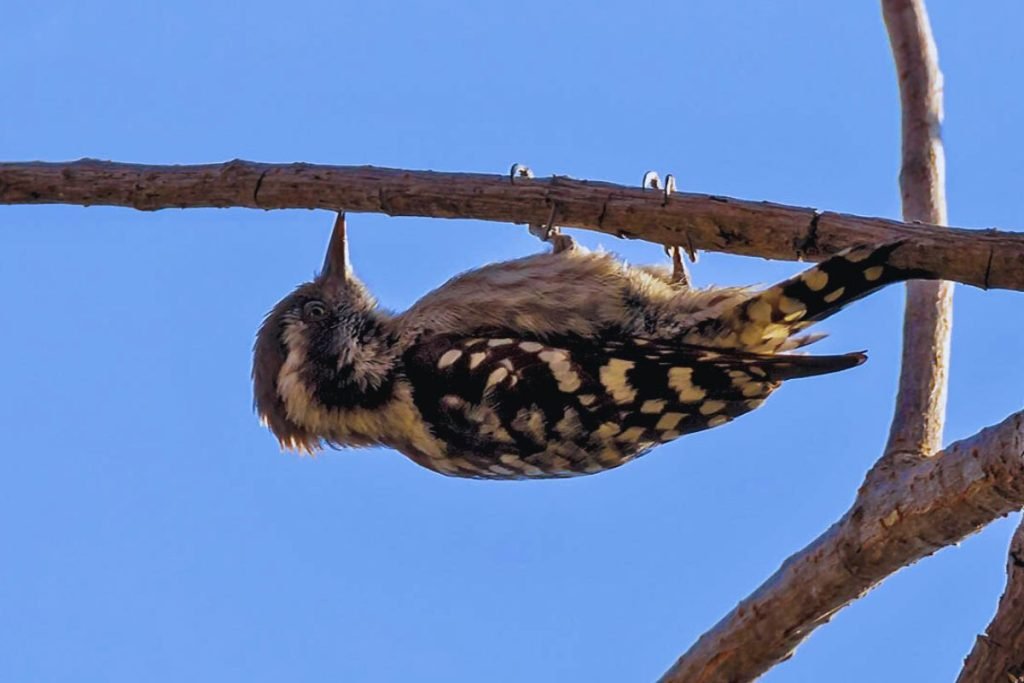 Brown-capped Pygmy Woodpecker