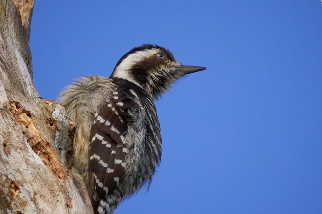 Grey-capped Pygmy Woodpecker