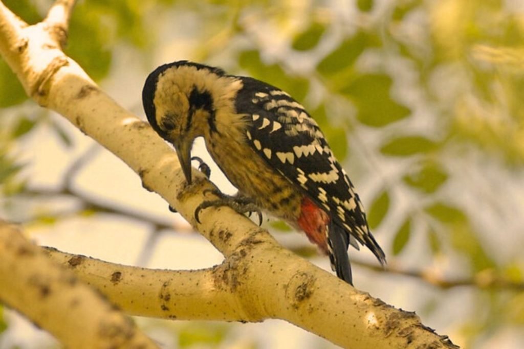 Fulvous-breasted Woodpecker