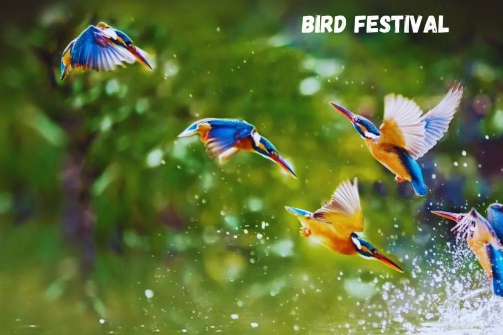  Bird Festival