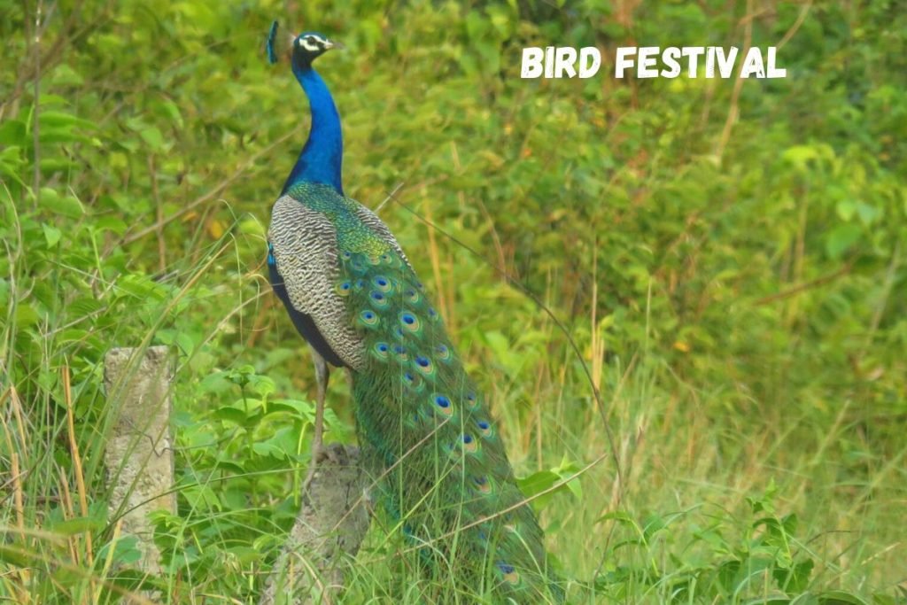 Uttarakhand Bird Festival