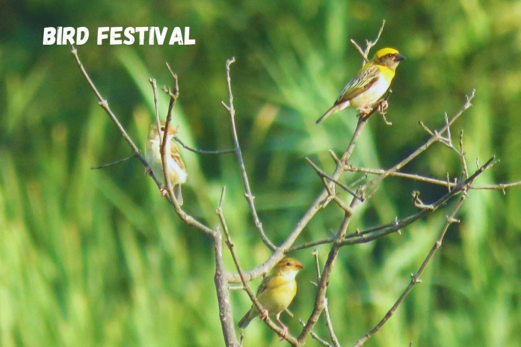  Bird Festival