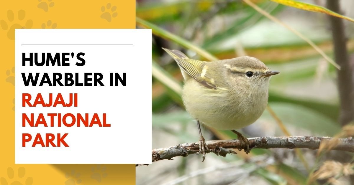 Hume's Warbler in Rajaji National Park