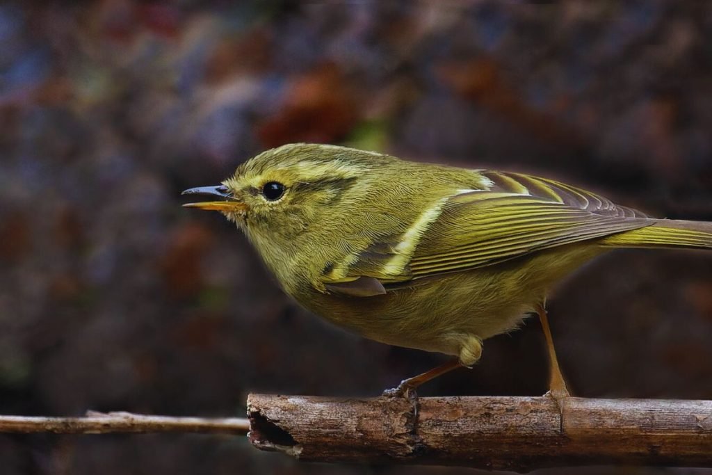 Lemon-rumped Warbler