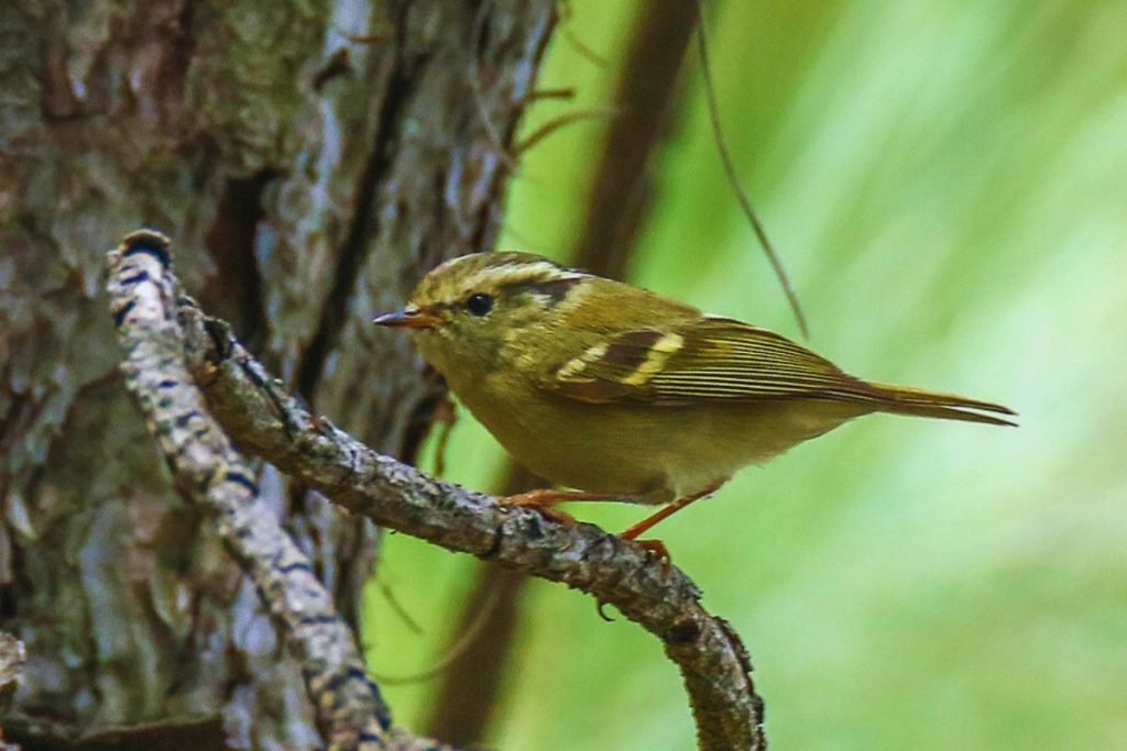 Lemon-rumped Warbler