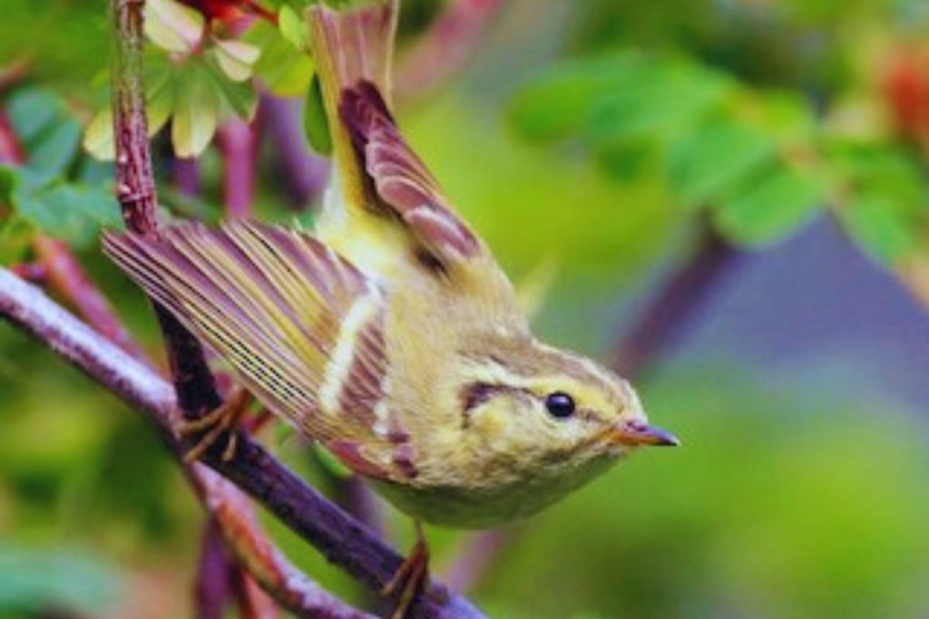 Lemon-rumped Warbler