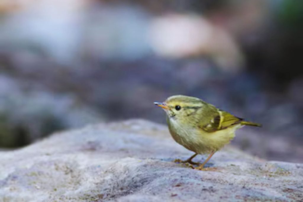 Lemon-rumped Warbler