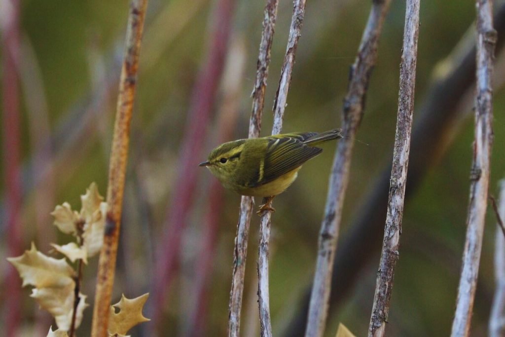 Lemon-rumped Warbler