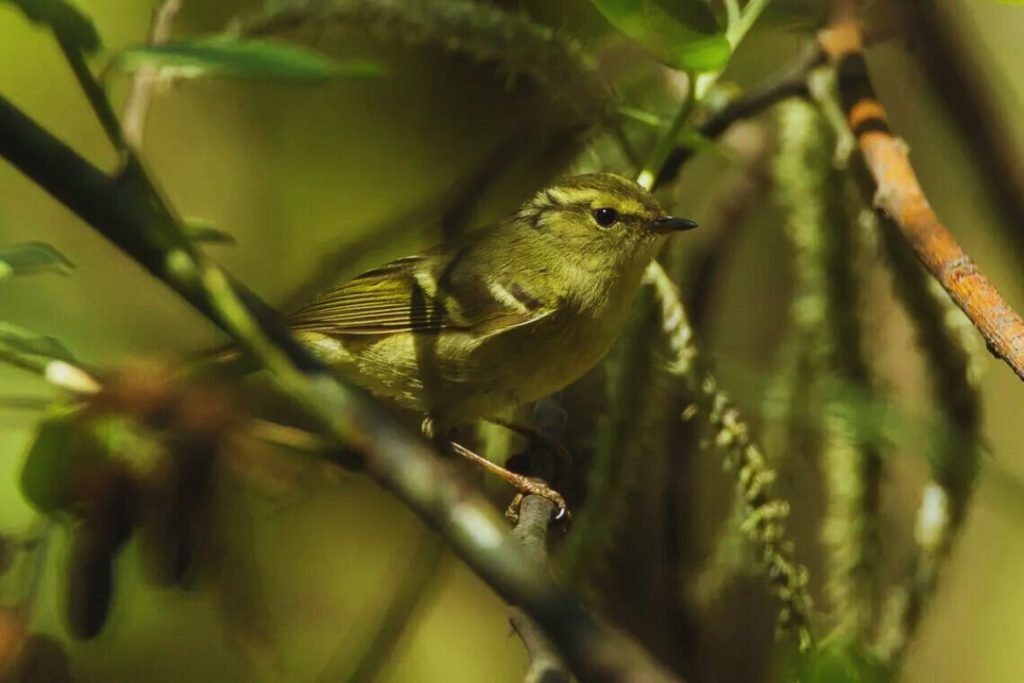 Lemon-rumped Warbler