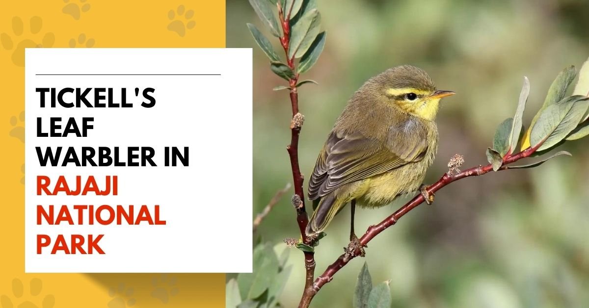 Tickell's Leaf Warbler in Rajaji National Park