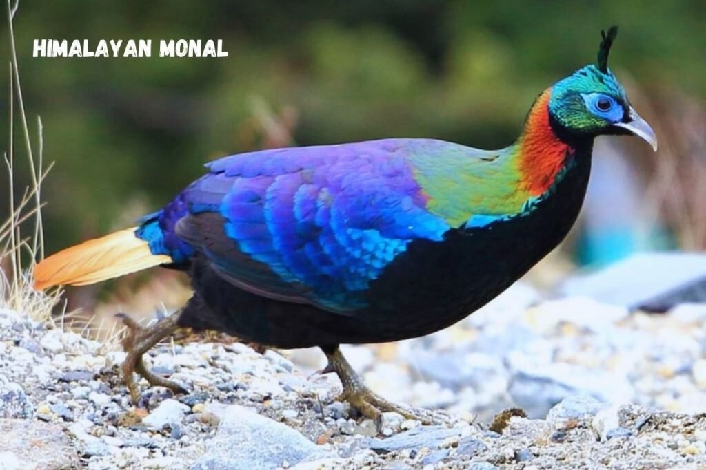 Himalayan Monal