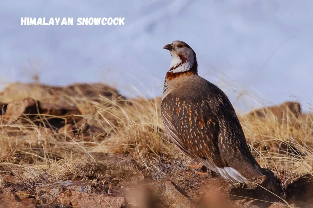 Himalayan Snowcock