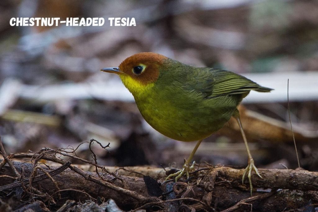 Chestnut-headed Tesia