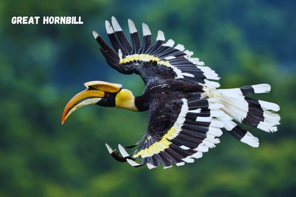 Great Hornbill