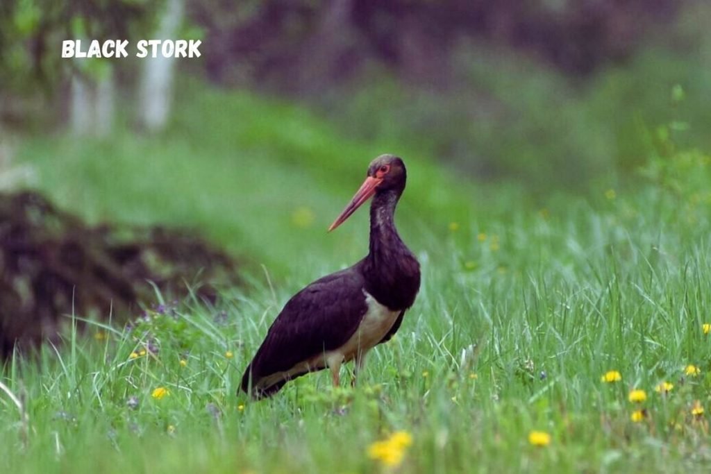 Black Stork