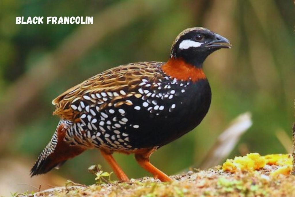 Black Francolin