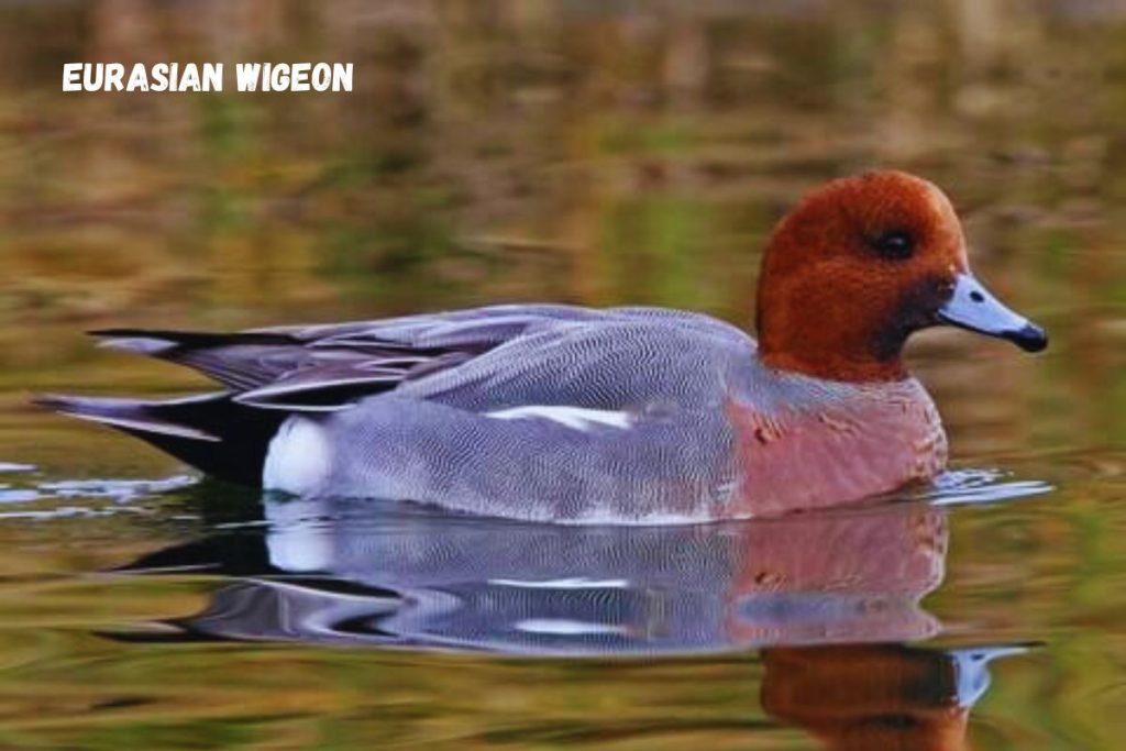 Eurasian Wigeon