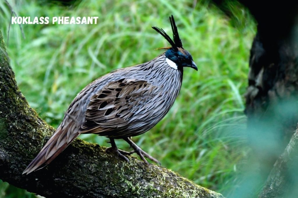 Koklass Pheasant