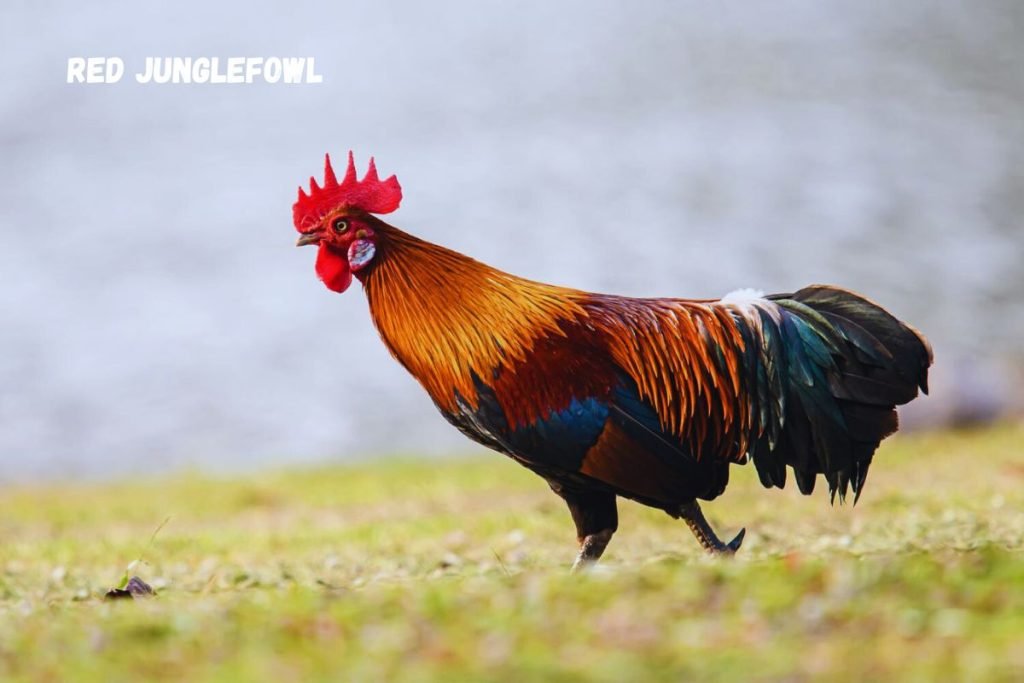  Red Junglefowl