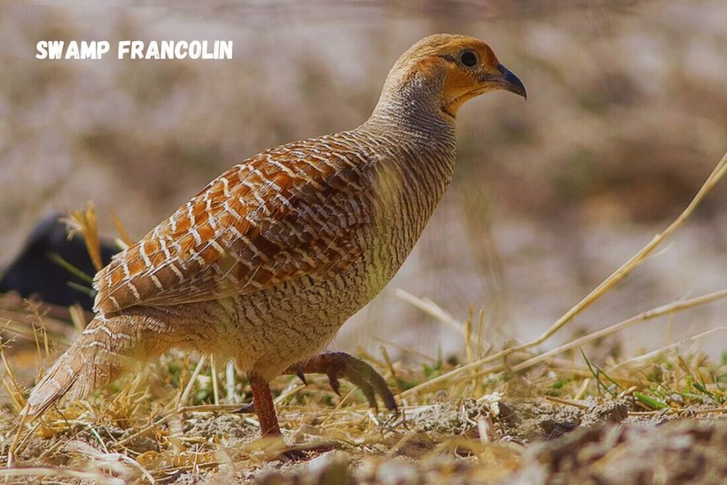 Swamp Francolin